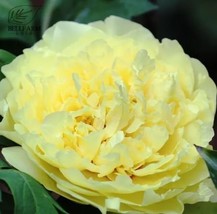 5 Heirloom Peony Yellow Series Seeds - $10.11