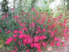 THJAR 40 Zing Rose Dianthus Flower Seeds / Perennial - £5.21 GBP