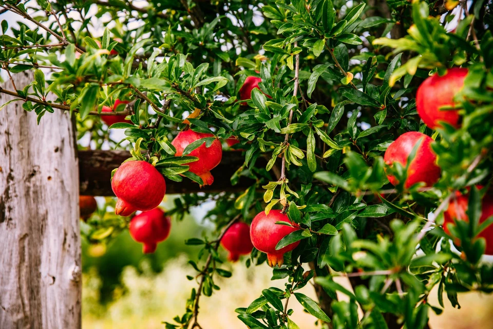 25 Pomegranate Seeds, Punica granatum, Fruit Tree Shrub, Non-GMO - $7.70