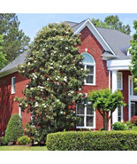 Southern White Flowering Tulip Lily Magnolia Grandiflora Northern Tree - €12,65 EUR