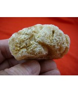 (k-3165) 35 g Rare Kauri tree Gum copal young Amber New Zealand Tane Mahuta - $45.80
