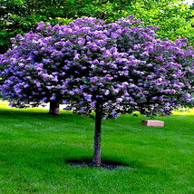 20 Common Lilac Purple Flower Tree Seeds  - £10.88 GBP