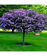 20 Common Lilac Purple Flower Tree Seeds  - £10.94 GBP