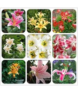 New Fresh Lilium Lily Flower Fragrant Perennial Flower Cheap Optimized 5... - $208.24 MXN