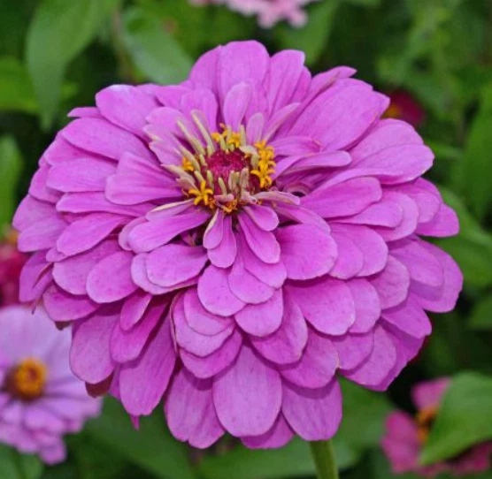 200 Seeds Zinnia Elegans Lavender Double Flowers Seeds Non-GMO - $8.39 CAD