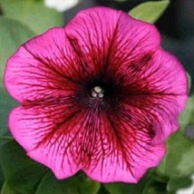 Petunia Seeds Petunia Carpet Plum 50 Pelleted Seeds Starts Nursery Garden USA - £9.66 GBP