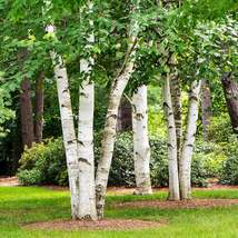 15 Red Chinese Birch Perennial Betula Tree Seeds Fast Growing Hardy - £13.77 GBP