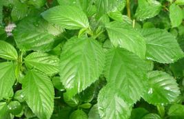 Green Jute 100 seeds Molokhia, Egyptian spinach (Corchorus olitorius) Sa... - £5.42 GBP