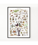 Arthropod Species Print. Hand Drawn, Vintage Invertebrates Biology Poster. - £15.92 GBP+