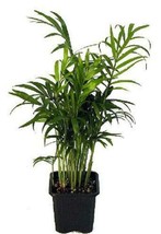 4&quot; Pot Victorian Live Plant Parlor Palm Chamaedorea Indoor Outdoor Garden - £37.68 GBP