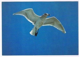 Postcard Animal Seagull Vancouver Island British Columbia BC - £2.96 GBP