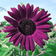 50pcs Purple Sunflower Seeds for Planting Non GMO Heirloom Garden - $7.43