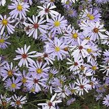 TURBINATE ASTER SEEDS Aster turbinellus 300 Seeds for Planting - Late Bl... - $17.00