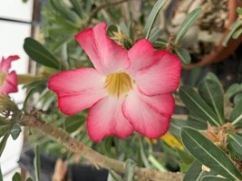 5 pcs Desert Rose Flower Adenium obesum &quot;PEONY&quot; bonsai Seeds （G） - $5.65