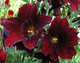 NEW! 20+ CHOCOLATE STAINED GLASS FLOWER SEEDS ANNUAL SALPIGLOSSIS - £7.73 GBP