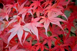 New Fresh Seeds 20 Musashino Japanese Maple Seeds Acer Palmatum Musashin... - $15.90