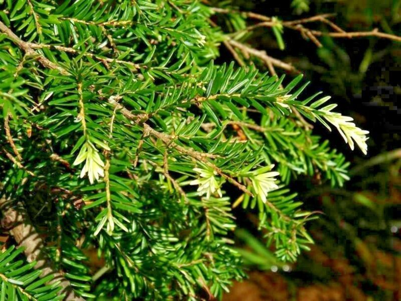 Best 20 ALBOSPICA CANADIAN HEMLOCK SEEDS Tsuga canadensis Albospica