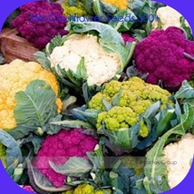 Mix Four Varieties Cauliflower Seeds Pack 300 Seeds Organic Vegetables Golden Pu - $10.62