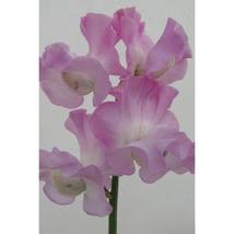 50+ Lilac Romance Sweet Pea Seeds | Fragrant Climbing Flower Vine - $16.50