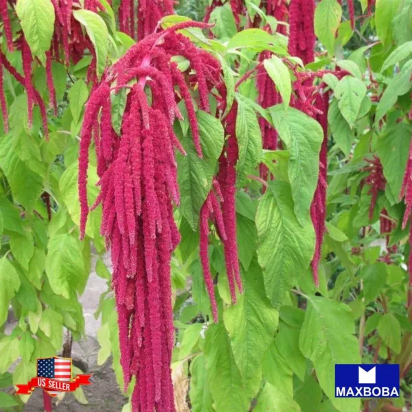 2400 seeds Amaranth Amaranthus caudatus Heirloom Seeds Speed Growth Instant Appe - $10.99