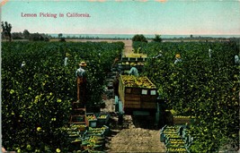 Vtg Postcard Picking Lemons in California Unused M. Reider Co. - £4.54 GBP