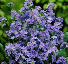 USA Non GMO 200 Seeds Forget Me Nots Ultramarine Dwarf Biennial Perennial Blue  - $8.98