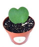 Houseplant Sweet Heart Hoya Kerrii - £23.90 GBP