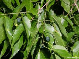 FREE SHIPPING 10 seeds Sugarberry Tree {Celtis laevigata} 1st year Fruit  - $12.99