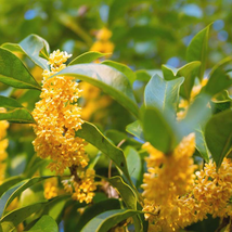 Yellow Osmanthus Fragrans 20 PCS Seeds - $11.65