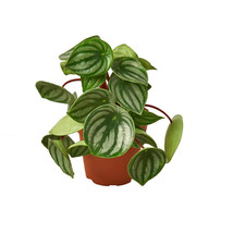 4&quot; Pot - Peperomia Watermelon - Houseplant - Living Room - Gardening - FREE SHIP - £39.28 GBP