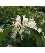 50Pcs Lonicera fragrantissima | Winter Honeysuckle | 50_Seeds - $10.58 CAD