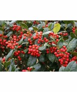 10 Nellie R. Stevens  2 1/2&quot; pot - $32.95