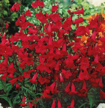 HT 200 Seeds Penstemon Eaton&#39;S Red Hummingbird Perennial Planting Seeds - $9.66