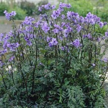 5 Polemonium Yezoense Purple Rain Jacobs Ladder Seeds For Planting   - £14.57 GBP