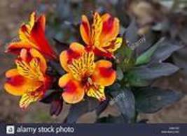 100 Seeds Alstroemeria  Peruvian Lily Alstroemeria Inca Bandit  Item NO.... - $11.78