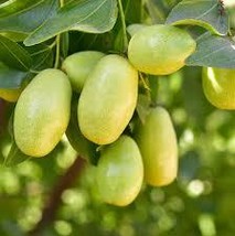 Jojoba Tree 5 Seeds - $14.00