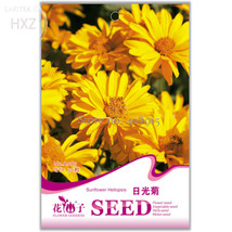 Flower Sunlight Chrysanthemum Seeds Pack 50 Seeds Long Lasting Blooming Flowers  - £4.79 GBP