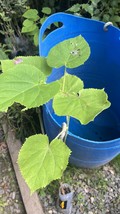 Exact plant #4 Royal Empress Tree 2 year old, Paulownia tomentosa - $2,433.80 MXN