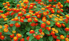 Lantana camara 100+ seeds West Indian semillas graines free shipping - $5.27+