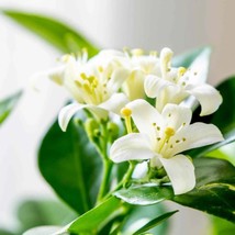 Murraya Paniculata Orange Jasmine Live Plant Cuttings Fragrant Flower Ho... - $353.21 MXN+