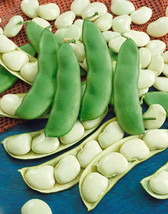 25 Dwarf Henderson Baby Lima Bean Bush White Phaseolus Lunatus Vegetable SeedsFr - £7.80 GBP