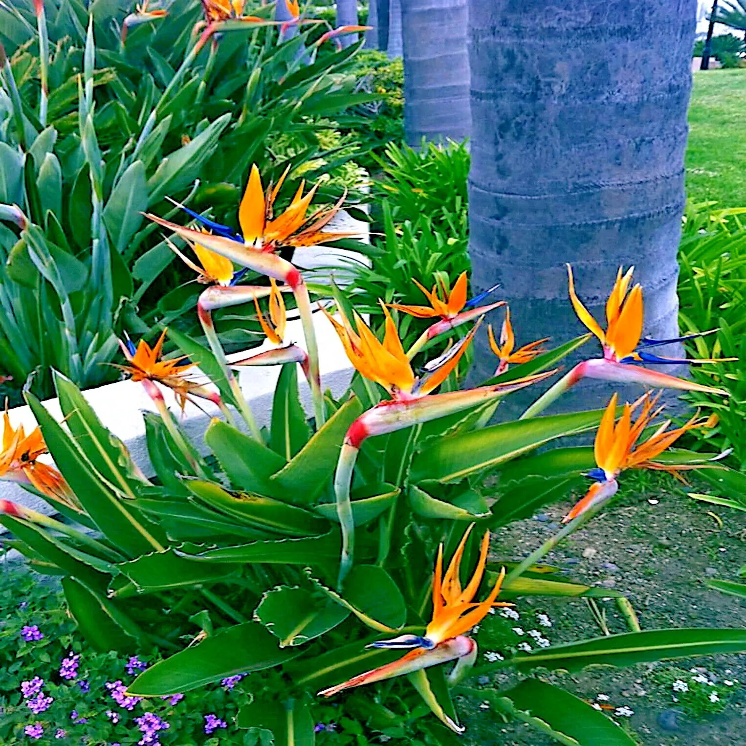 fresh ORANGE BIRD  (Strelitzia reginae) tropical seed  - £9.09 GBP