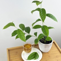 15 Seeds Guayusa Tea Plant Flowers Fresh Seeds - $10.00