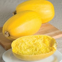 Spaghetti Squash  10 Seeds  Garden Beautiful USA SELLER - £6.34 GBP