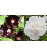 Hollyhock TUXEDO MIX White Double Black Single Blooms Biennial 50 Seeds ... - £10.06 GBP