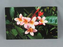 Vintage Postcard - Pink Plumeria flower Hawaii - Nani Li&#39;i - £11.21 GBP