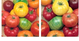 100+ Rainbow Beefsteak Mix Tomato Seeds Garden Vegetables Sauce - £14.95 GBP