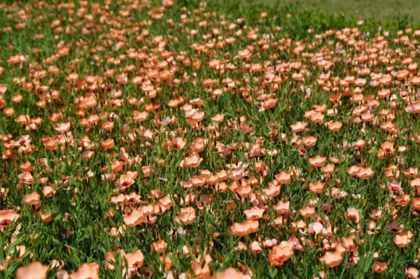 50 Salmon Flax Linum Grandiflorum 1&quot; Salmon Pink Flower With Red Eyes Seeds Fres - £7.86 GBP