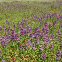 Monarda Bee Balm Lemon Mint Purple Pollinators Love 200 Seeds Fresh Garden USA S - £7.48 GBP