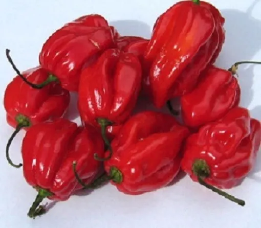 50 Caribbean Red Habanero Pepper Seeds Chili Pepper Fresh - £8.29 GBP